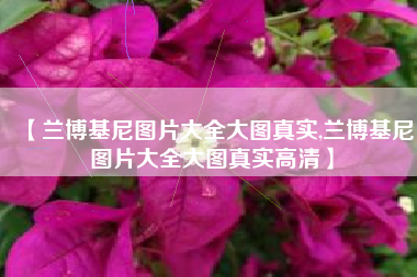 【兰博基尼图片大全大图真实,兰博基尼图片大全大图真实高清】 【兰博基尼图片大全大图真实,兰博基尼图片大全大图真实高清】