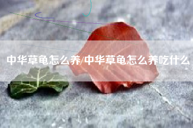 中华草龟怎么养/中华草龟怎么养吃什么